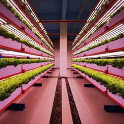 fabricante de luces de cultivo LED comerciales