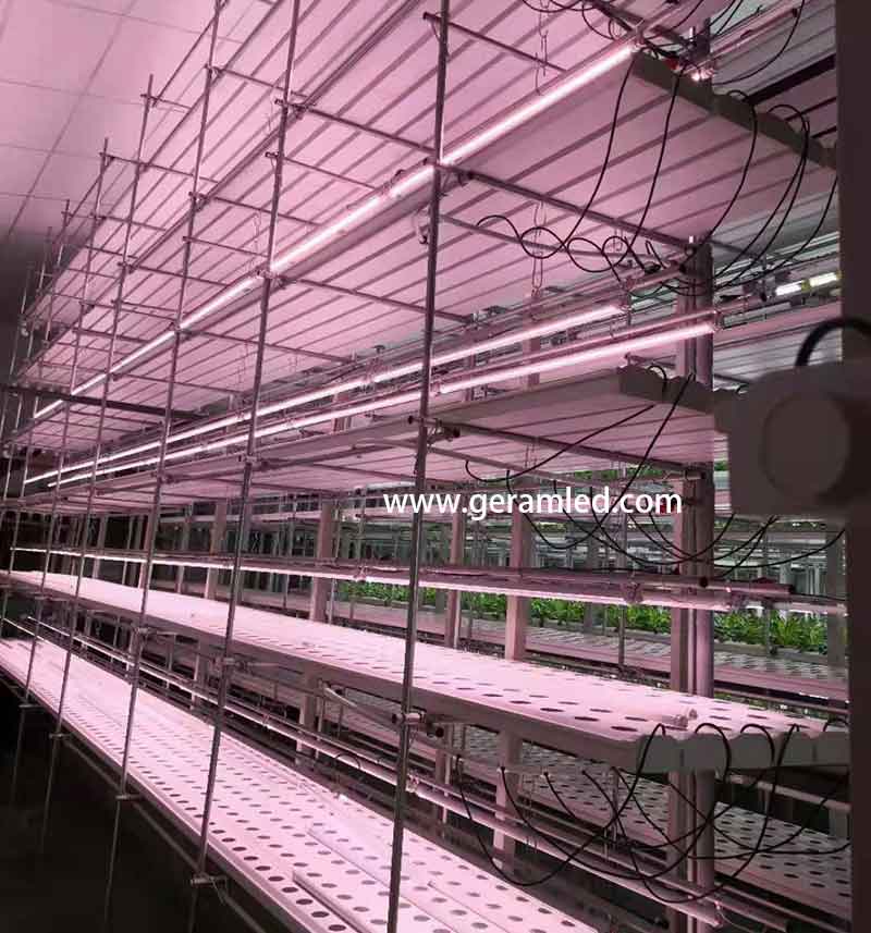 fabricante de luces de cultivo LED comerciales