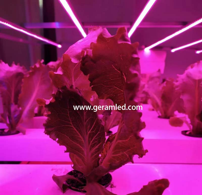 fabricante comercial de luzes led para cultivo