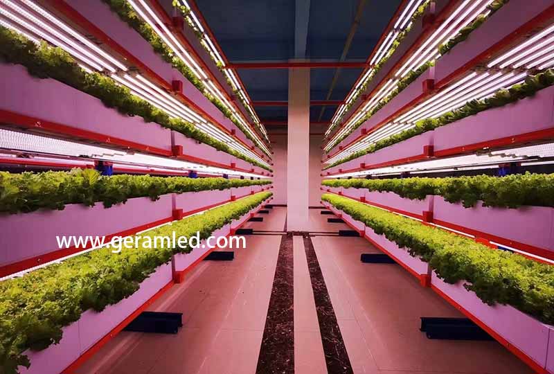 fabricante de luces de cultivo LED comerciales