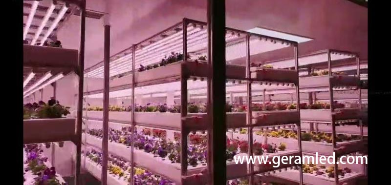 fabricante comercial de luzes led para cultivo