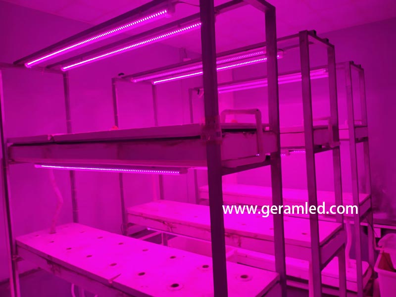 fabricante comercial de luzes led para cultivo